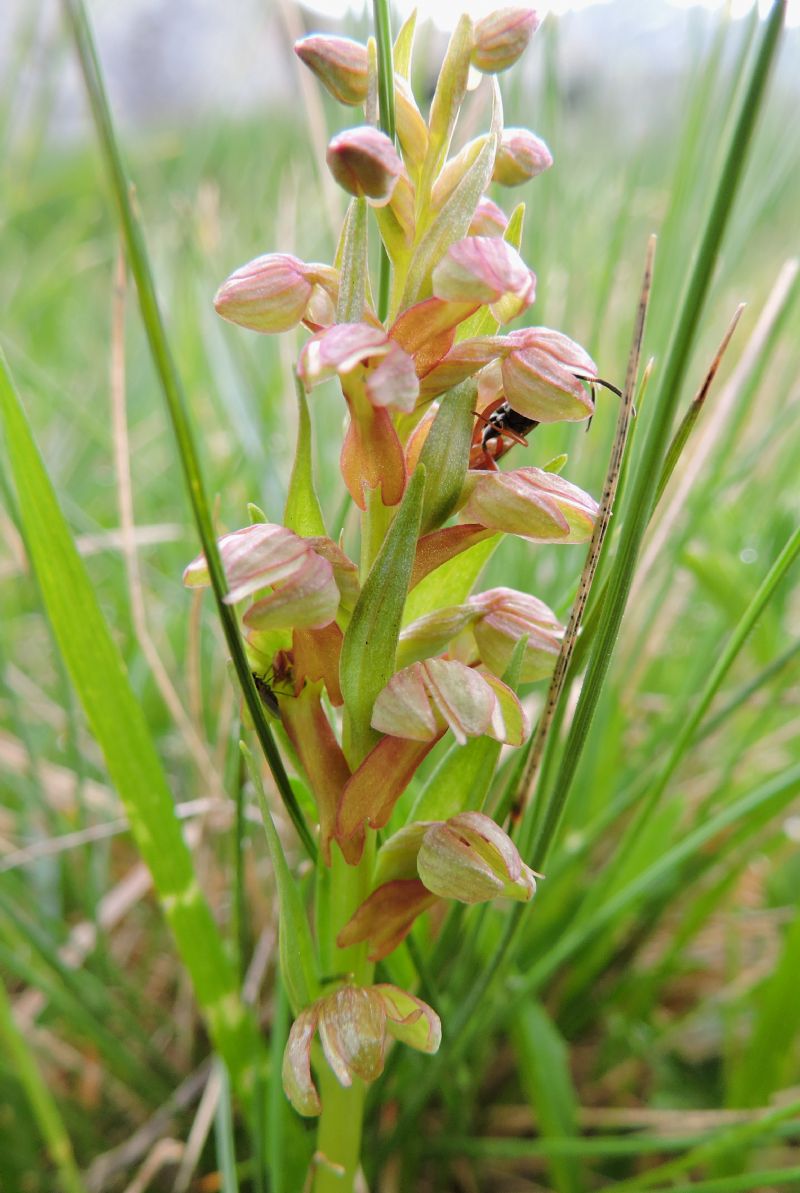 Piccola carrellata di orchidee - Valle Camonica